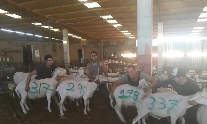 Uruguayos en España muestran, pintando el dato en el cuero de los ovinos, la cantidad de ejemplares que esquilaron ese día.