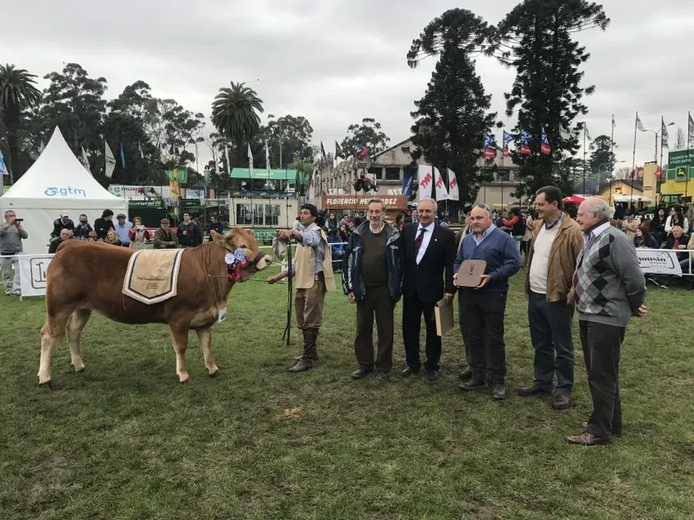 Brete 465, la Gran Campeona, considerada el mejor ejemplar de todos los Limousin.