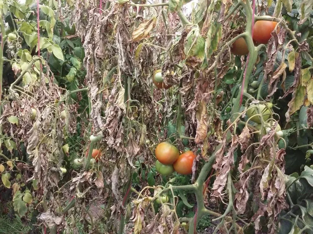 En algunos casos las pérdidas son totales.
