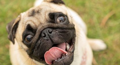 El negocio de las mascotas: jugueterías y supermercados se suman al boom de los productos para perros y gatos