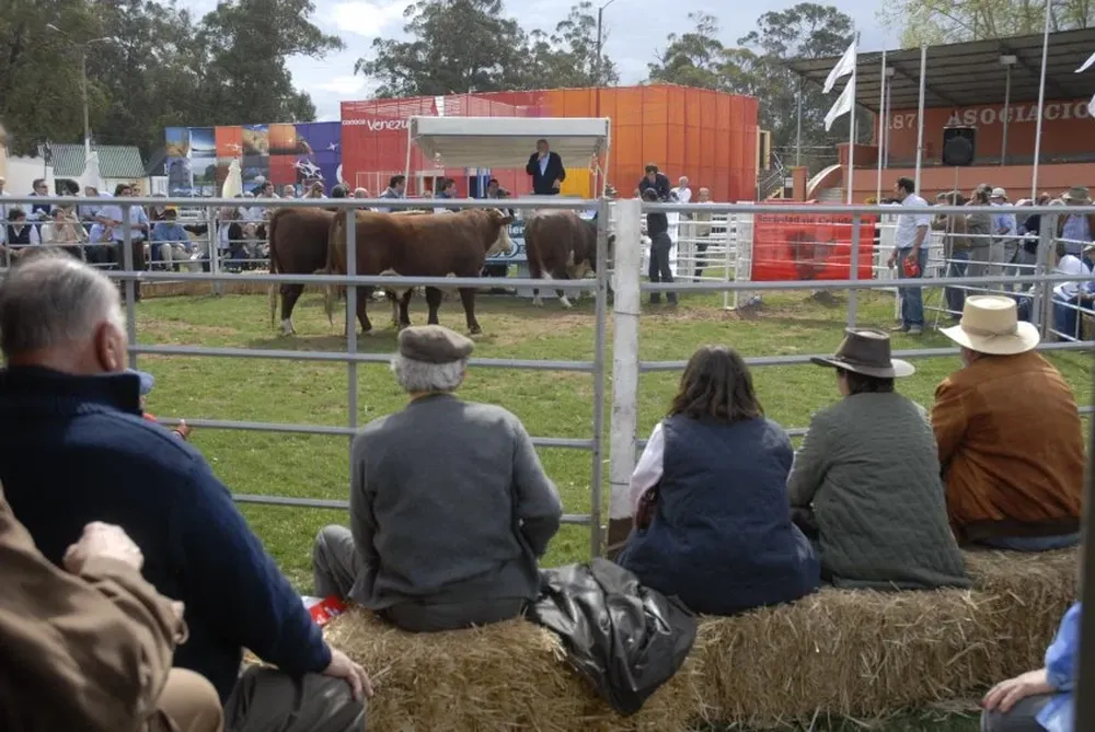 Hereford, Polled Hereford y Angus de Morixe, Alfonso y Pereira