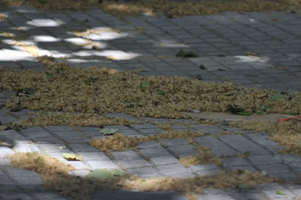 Para el fin del invierno y principio de la primavera se prevén pocas lluvias y temperaturas por encima de lo normal
