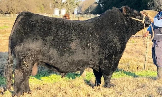 Apache, el toro senior que Frigorífico Modelo, La Rubeta y Genexys presentarán en la Expo Palermo