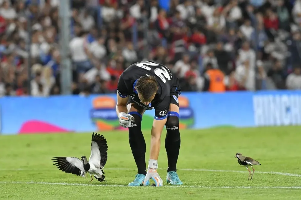 Burán alborotó a mamá tero