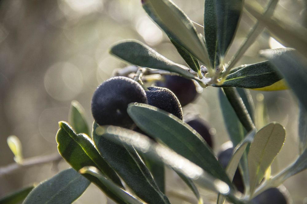 Olivos, un fruto cada vez más producido en Uruguay. Olivos, un fruto cada vez más producido en Uruguay.