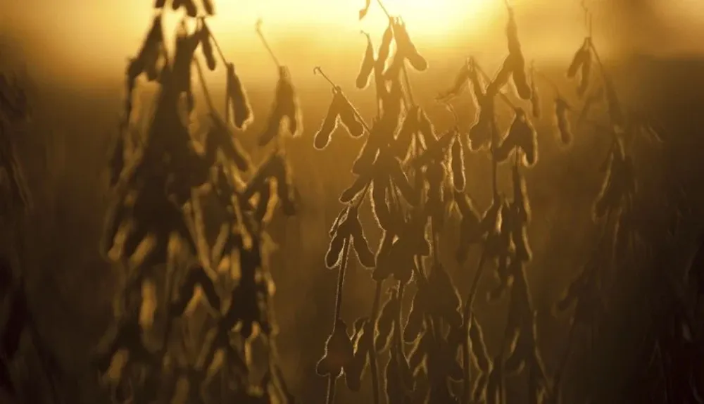 Brasil es el segundo productor mundial de soja.