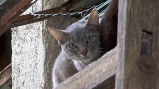 Vecinos denuncian más de 20 gatos en apartamento abandonado en el Centro de Montevideo