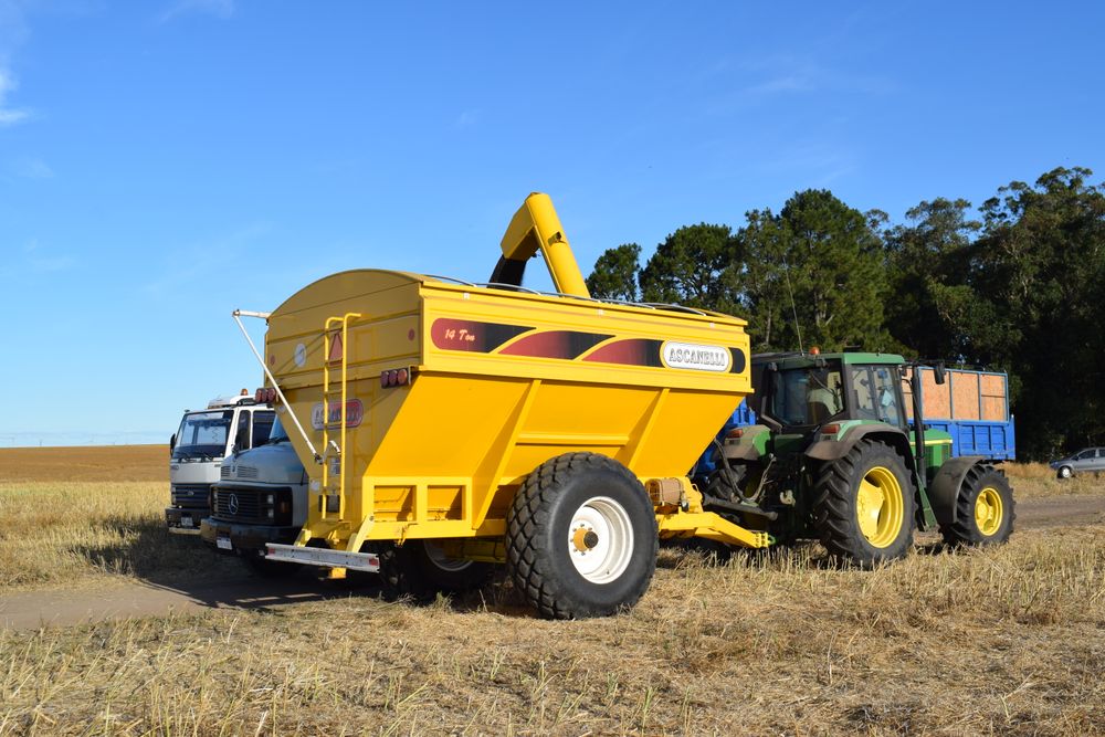 Granos: se completó la cosecha de colza y la producción se triplicó.