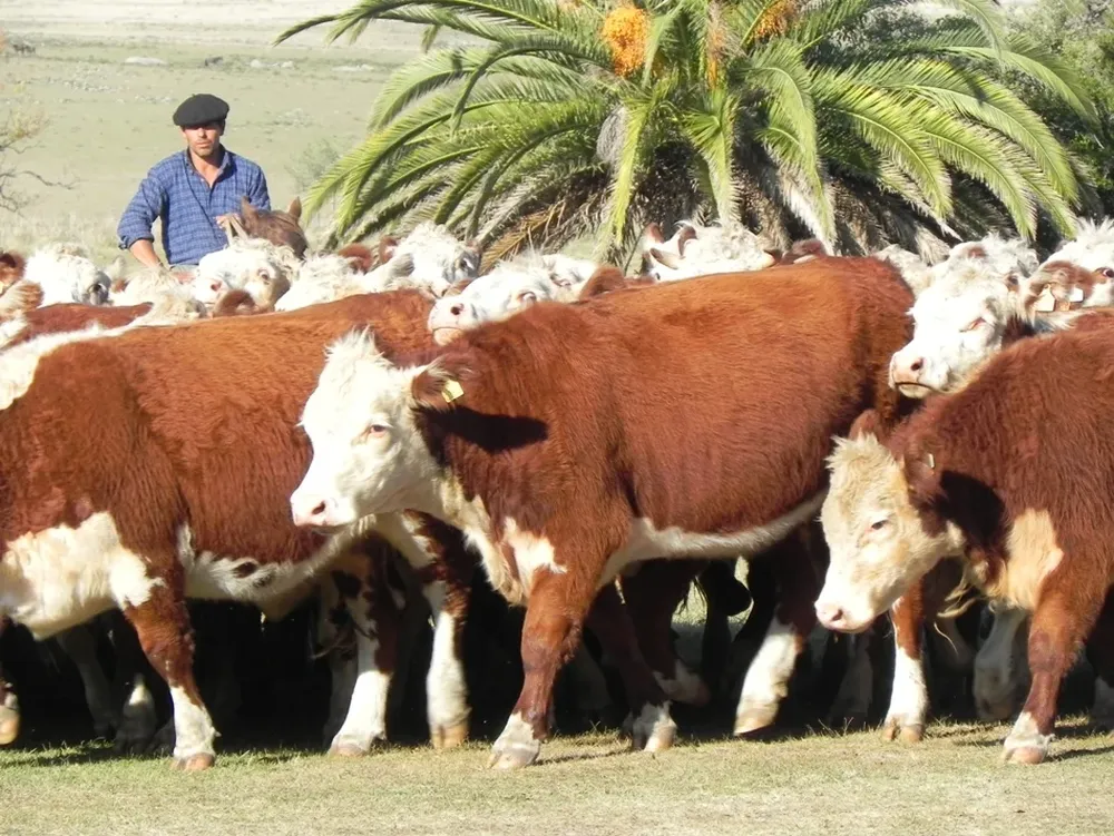 Censo agropecuario confirmó la relevancia de la cría de vacunos en Uruguay.