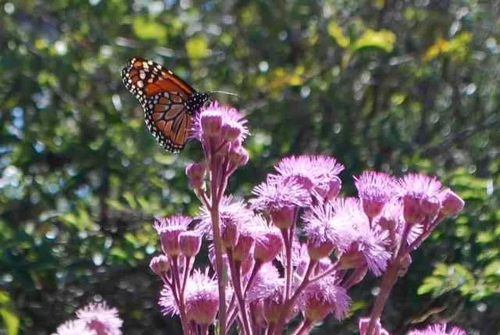 Las flores rosadas de la planta nativa Eupatorium macrocephalum son irresistibles para las mariposas Monarca