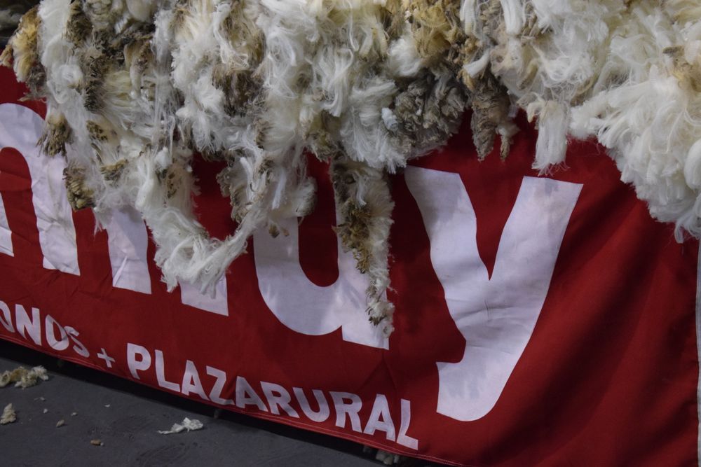 Rubro ovino: un arranque de año ideal si se observan los ingresos por exportaciones.