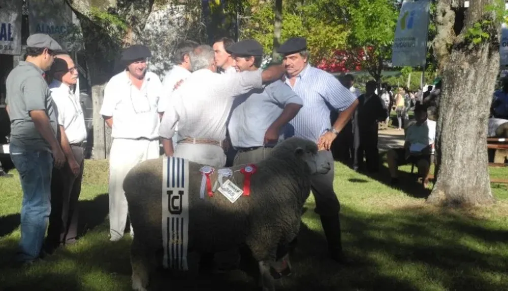 El Gran Campeón Corriedale PI en Santa Bernardina