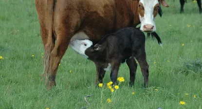 El Observador | 0001437833.webp