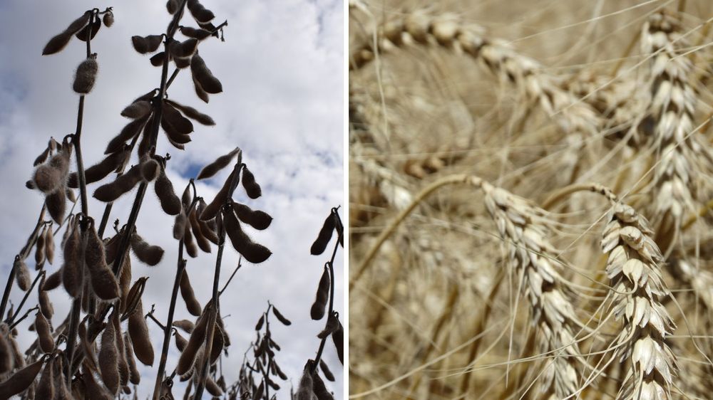 Soja y trigo: cultivos prontos para la cosecha.