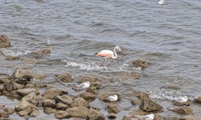 La inusual visita de un flamenco que fue visto en el puerto de Piriápolis