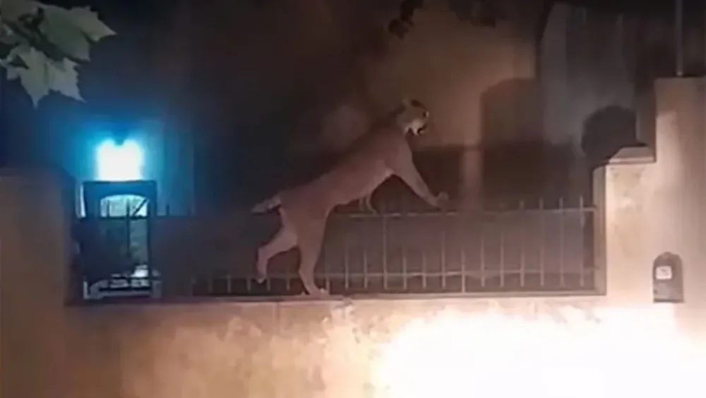 El puma