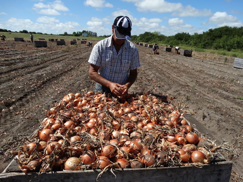 Empresas granjeras: crecimiento en el sector hortícola.