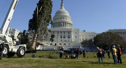Estados Unidos- Varias personas trabajan en la plantación del árbol de Navidad en frente de la puerta oeste del Capitolio