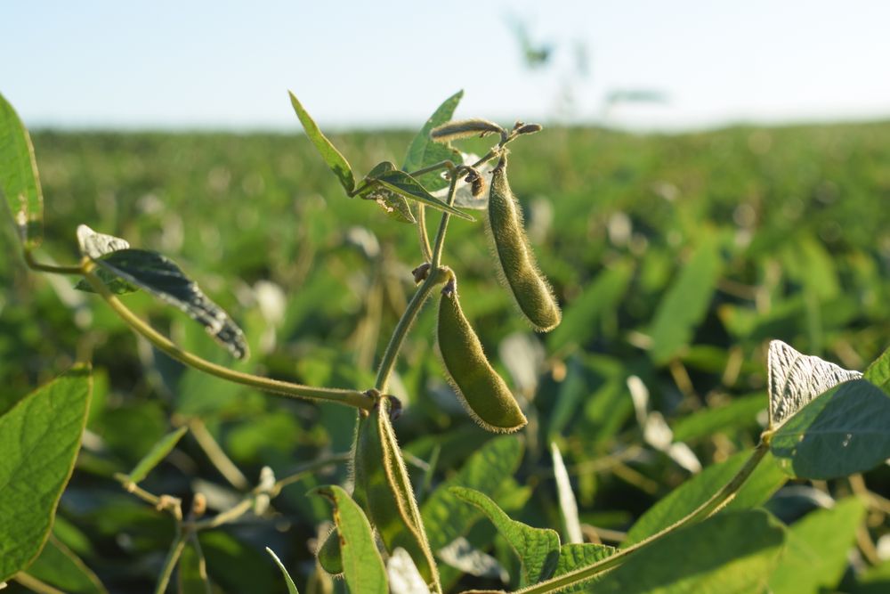 Soja: un precio al ritmo de la guerra.