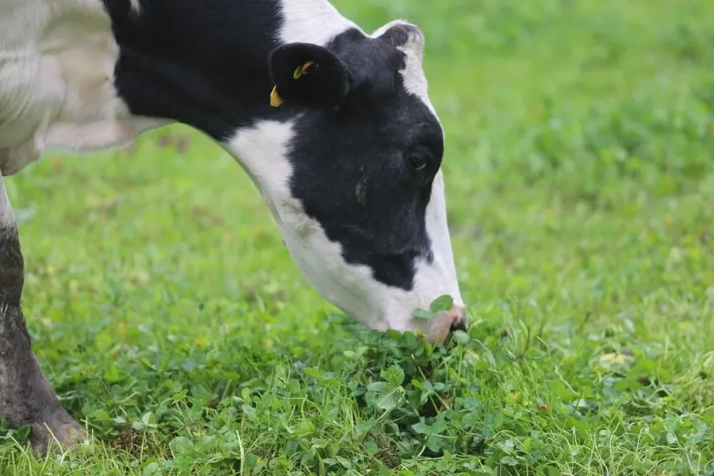 Proyecto 2020 de Pasto a Leche mejorará productividad de tambos potenciando base forrajera. 
