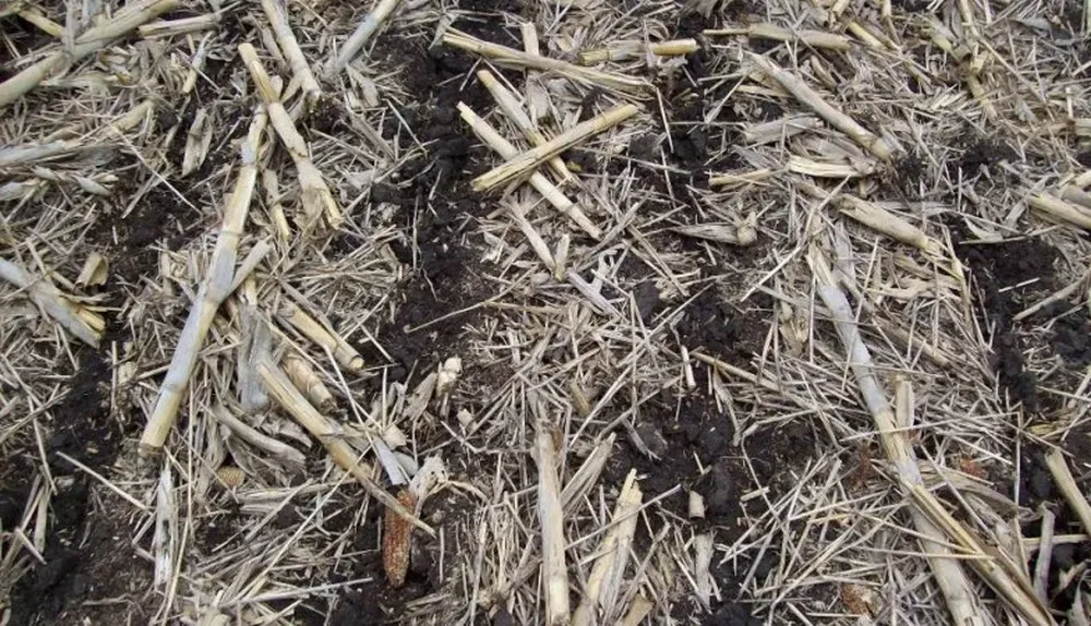 Uno de los objetivos es que los suelos estén cubiertos