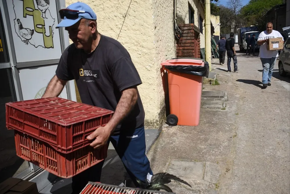 La llegada de las primeras aves al galpón.