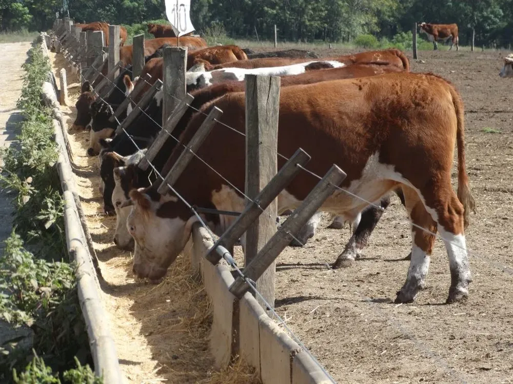 Detectan un menor encierro de vacunos en feedlots estadounidenses.