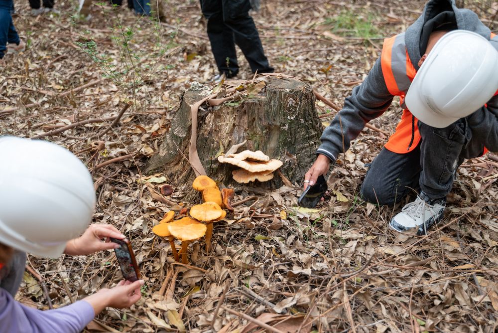 Hongo, alimento de alto valor desarrollado en montes de eucalyptus.