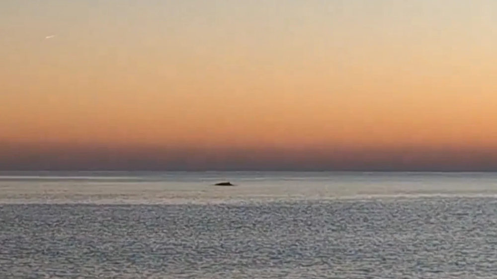 Así nadó una ballena a 50 metros de la playa en Barcelona.