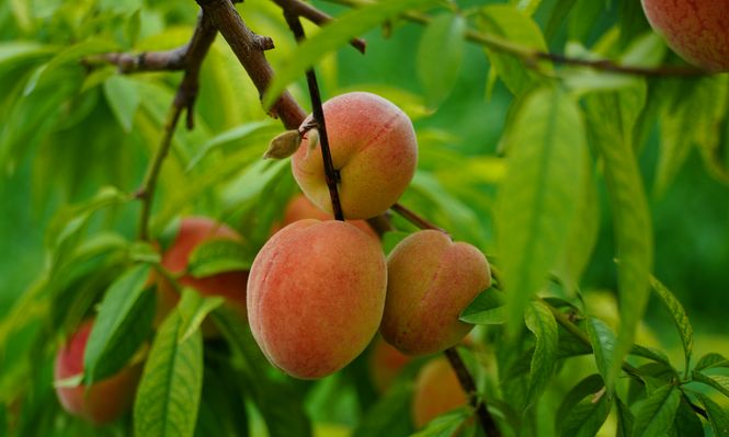 Durazno, fruta destacada en la Lista Inteligente de esta quincena.