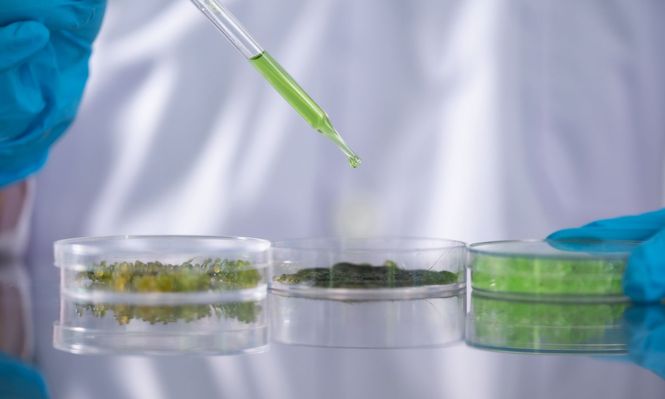 Grupo uruguayo Terraflos anuncia la adquisición de la biotecnológica chilena Rubisco para fortalecer su plataforma regional de innovación científica