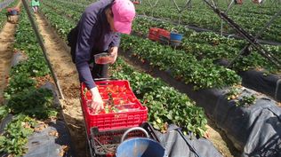 Acuerdo Mercosur-UE: el impacto para la industria española y los sectores más optimistas