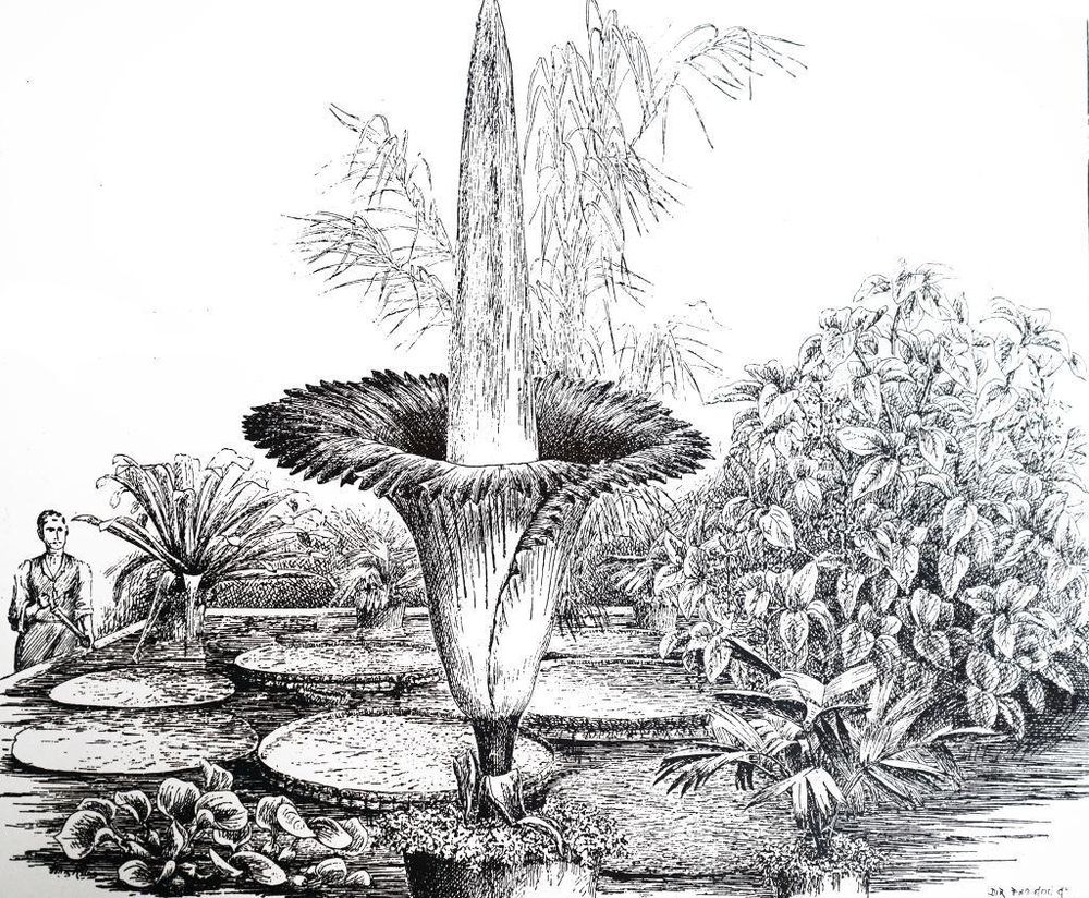La planta generó una fascinación en el público europeo luego de que el botánico italiano Odoardo Beccari lo empezara a estudiar en 1899.