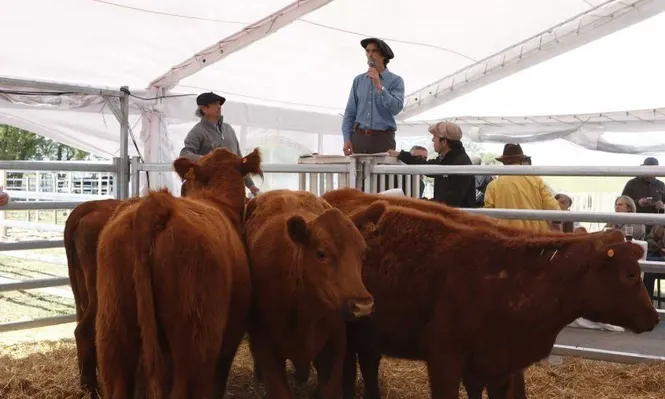 La Competencia venderá su Angus bien campero