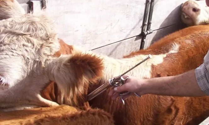 Procuran organizar las actividades de las comisiones departamentales de sanidad animal