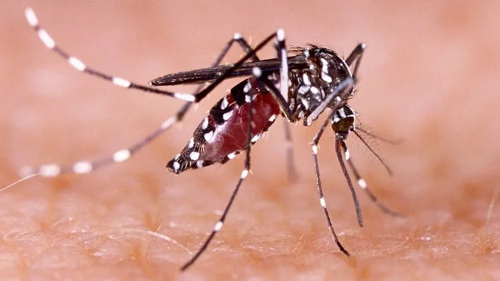 Aedes Aegypti, el mosquito transmisor del dengue y otras enfermedades