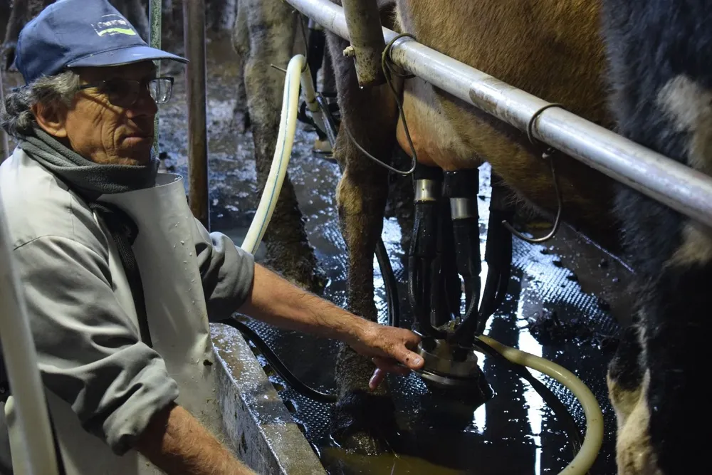 El tambero espera mejores precios por su producto remitido a plantas.