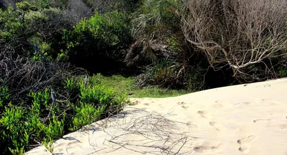 El Observador | lugar-donde-se-encontro-a-lola-mu-20150709180438-801-jpg..webp