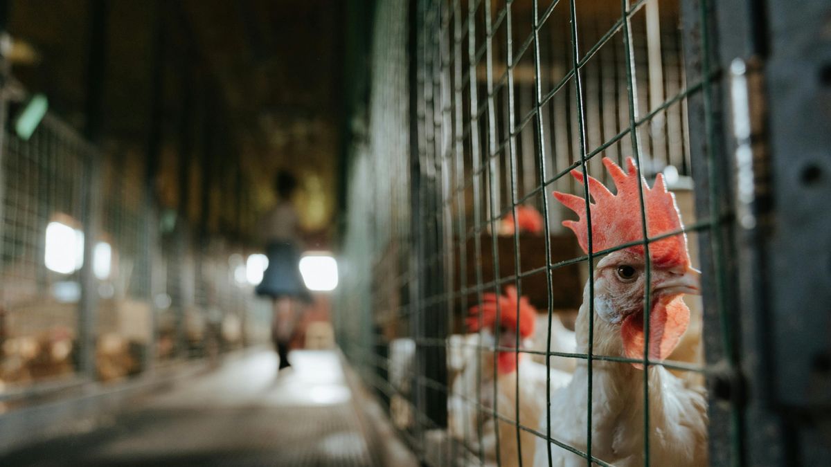 Gripe aviar, lo que hace Uruguay ahora que apareció un cuarto caso en Brasil, aunque más lejos