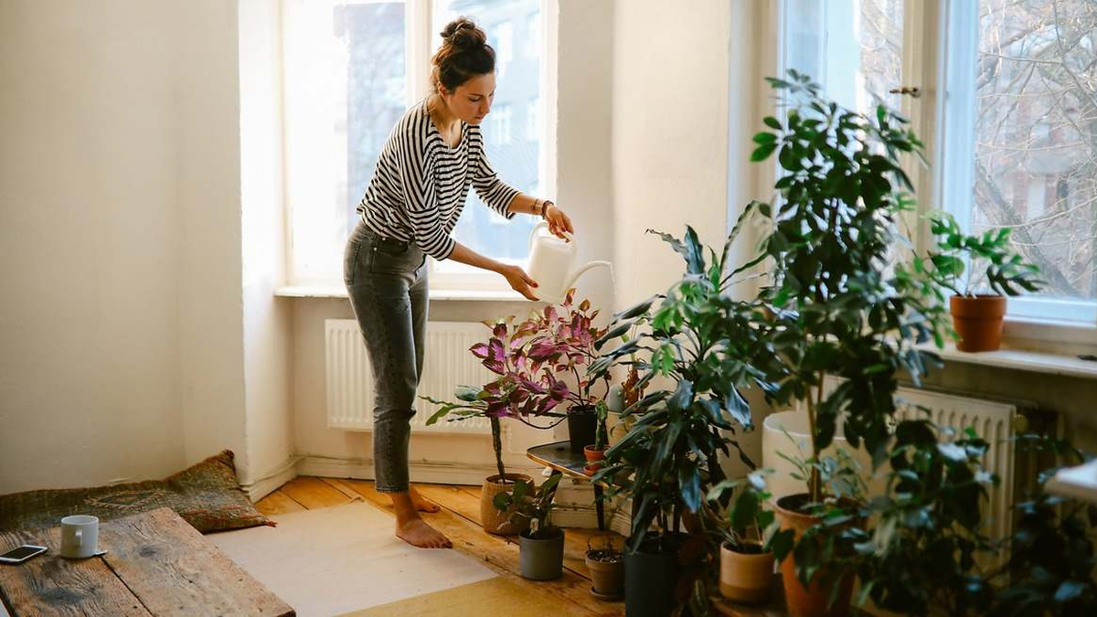Qué significa que una persona tenga muchas plantas en su casa, según la psicología