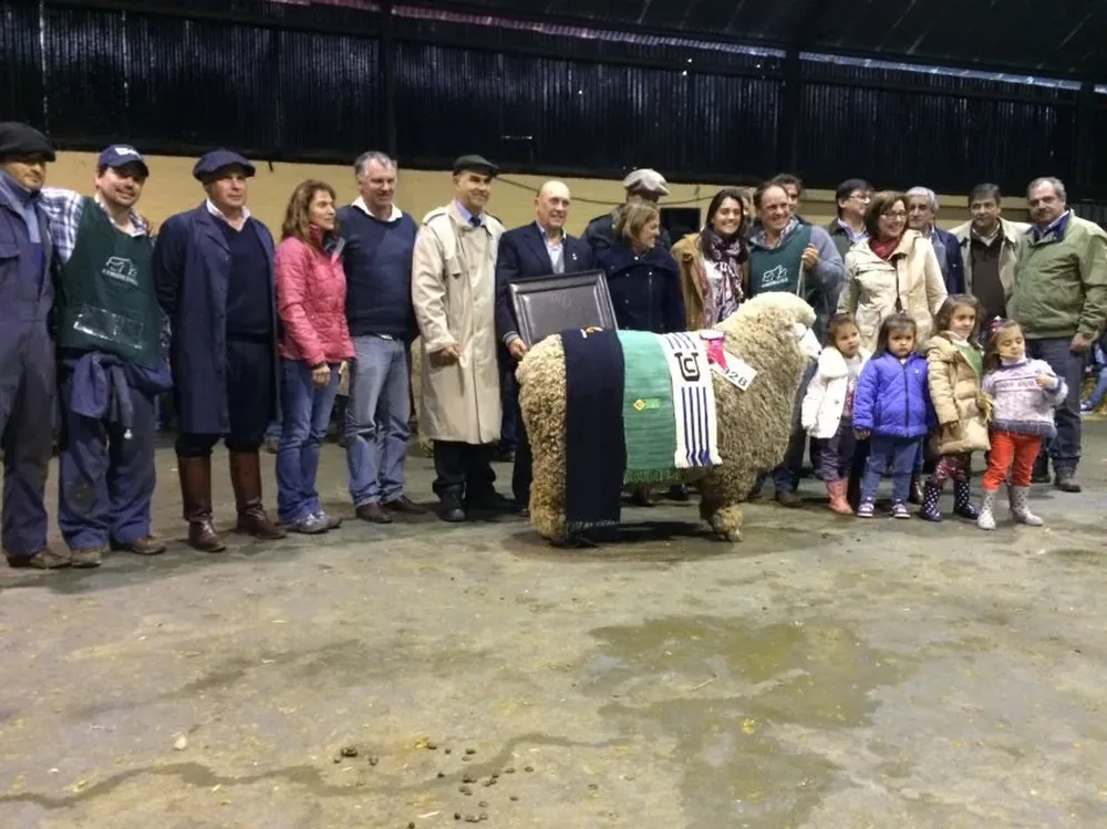 El mejor Corriedale de pedigrí lo expuso Alejandro Tedesco