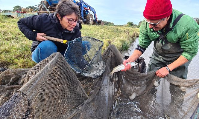 Acuicultura: Claudia y Piero en una de las piletas de producción en la granja ubicada próximo a Piriápolis.