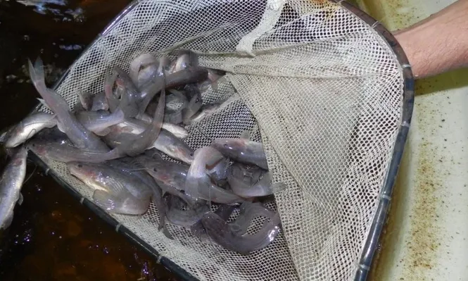 Brasil es el principal comprador de pescado uruguayo