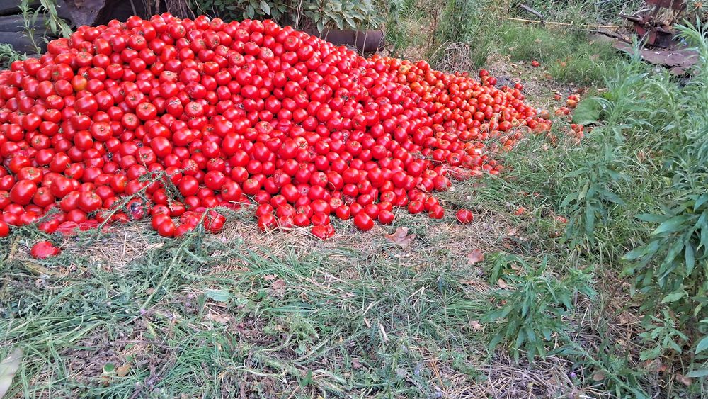 Tomate desperdiciado: el precio no cubre el costo de producirlo y trasladarlo al sitio de venta.