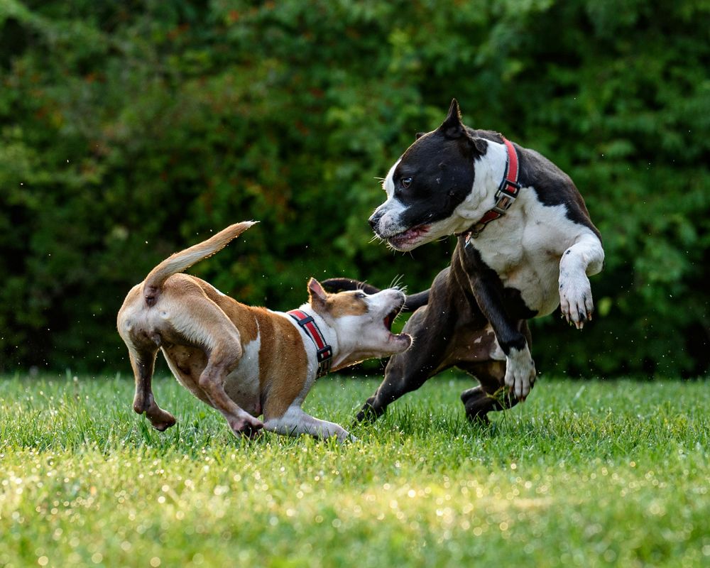 Un estudio reciente ha revelado la importancia de la edad en el desarrollo de la demencia canina. &nbsp;