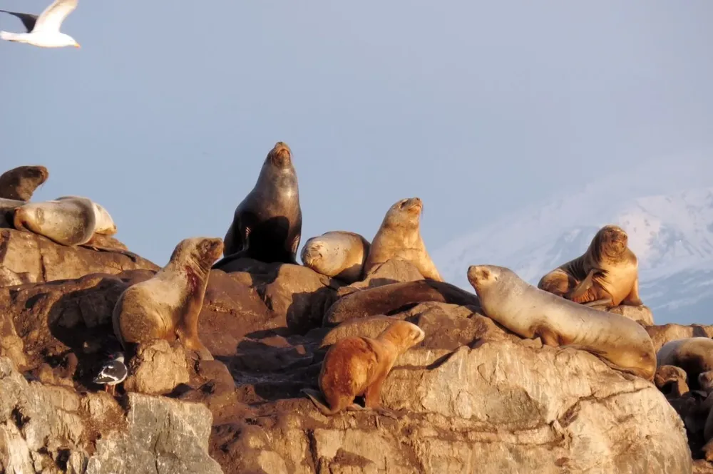 Influenza aviar en Chubut