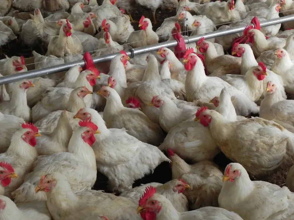 Façoneros piden priorizar el acceso a mercados de menor exigencia, como el argentino.