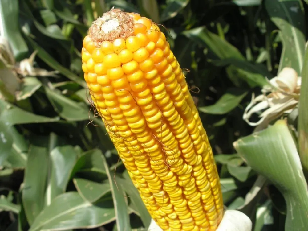 La cosecha de maíz estadounidense rondará los 370 millones de toneladas