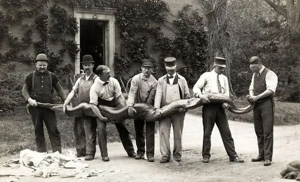 Anaconda En la imagen, los hombres sostienen una serpiente anaconda de casi seis metros de largo, en los Jardines Zoológicos. Esta especie se encuentra entre las más largas de las serpientes del mundo. Se alimentan de peces, aves y reptiles, además de comer pequeños mamíferos. No suelen atacar humanos de forma deliberada, y si cuando lo hacen estos corren una suerte terrible: la anaconda ataca a sus presas por constricción, y se las comen enteras.