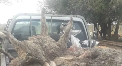 ahora sucedio en zapican: los perros de un vecino les mataron a casi todas las ovejas